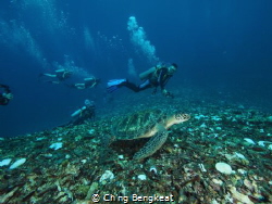 Swimming with sea turtle. by Ch'ng Bengkeat 